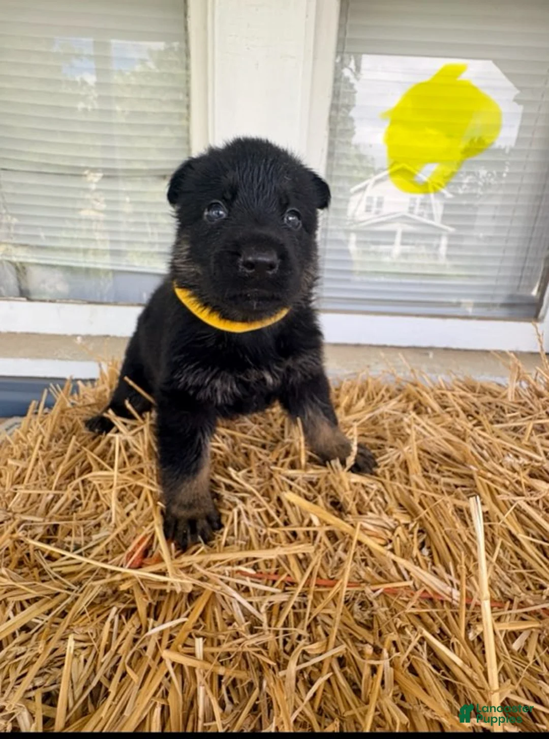 German Shepherd dogs for sale: Yellow Collar  - Ad 4
