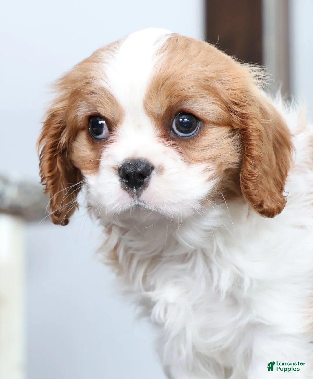 Cavalier King Charles Spaniel dogs for sale: Buck - Ad 9