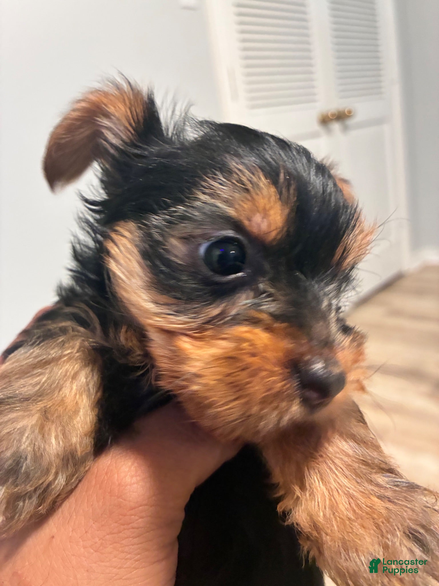 Yorkshire Terrier dogs Yorkshire Terrier 2 - Ad 24
