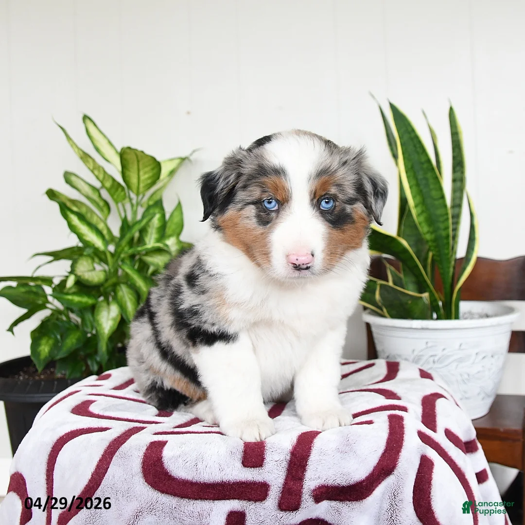 Australian Shepherd dogs for sale: Fern - Ad 2