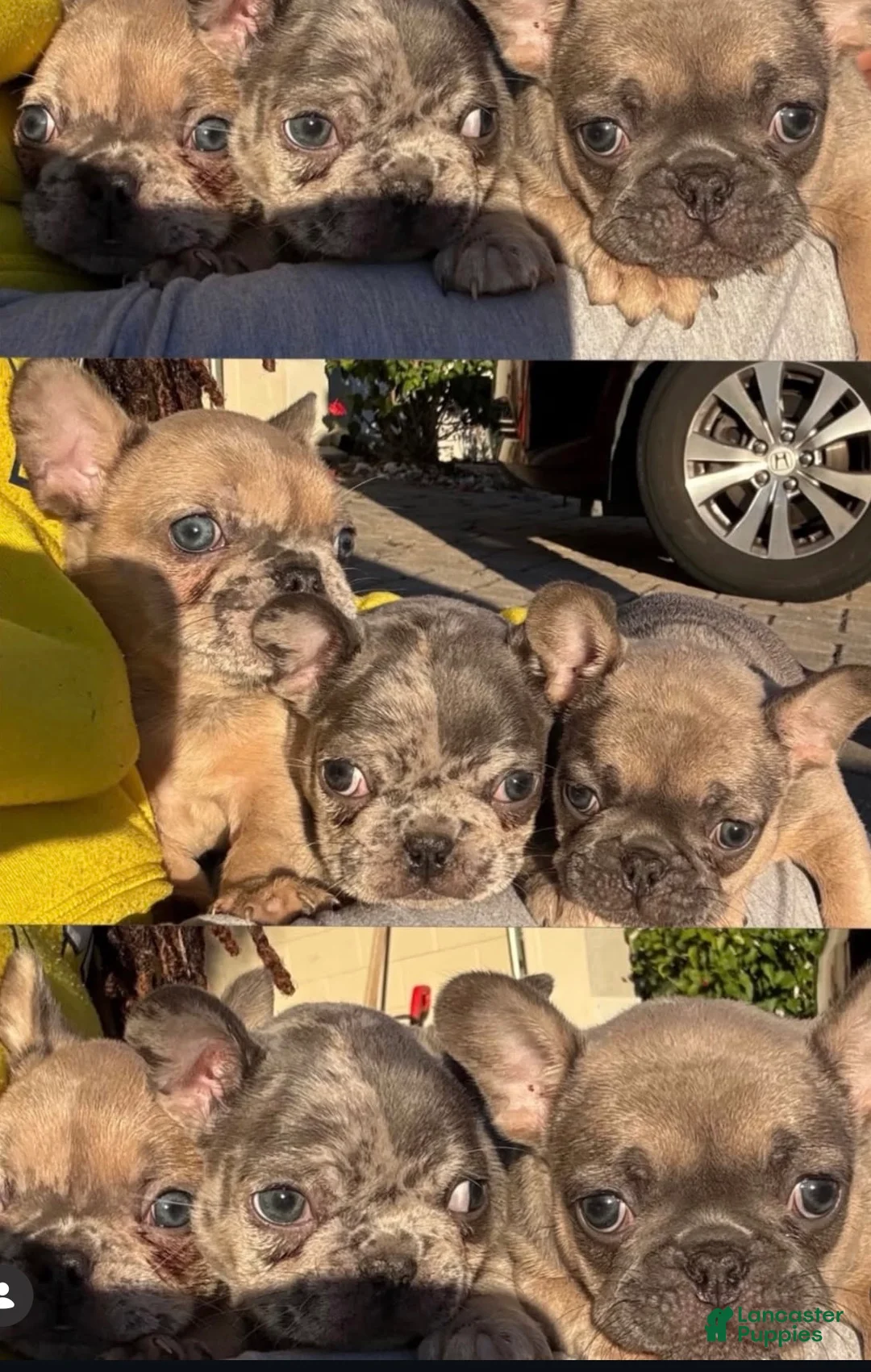 French Bulldog dogs for sale: Taco - Ad 2