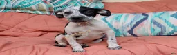 American Bully dogs for sale: Pink - Ad 4
