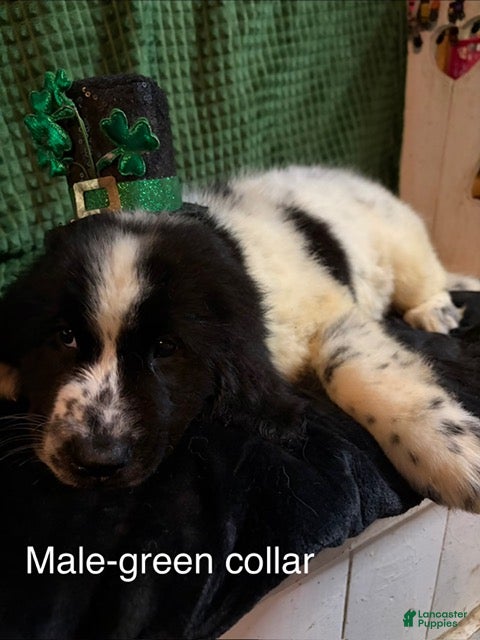 Newfoundland dogs Green Collar Male - Ad 1