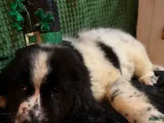 Newfoundland dogs for sale: Green Collar Male - Ad 4