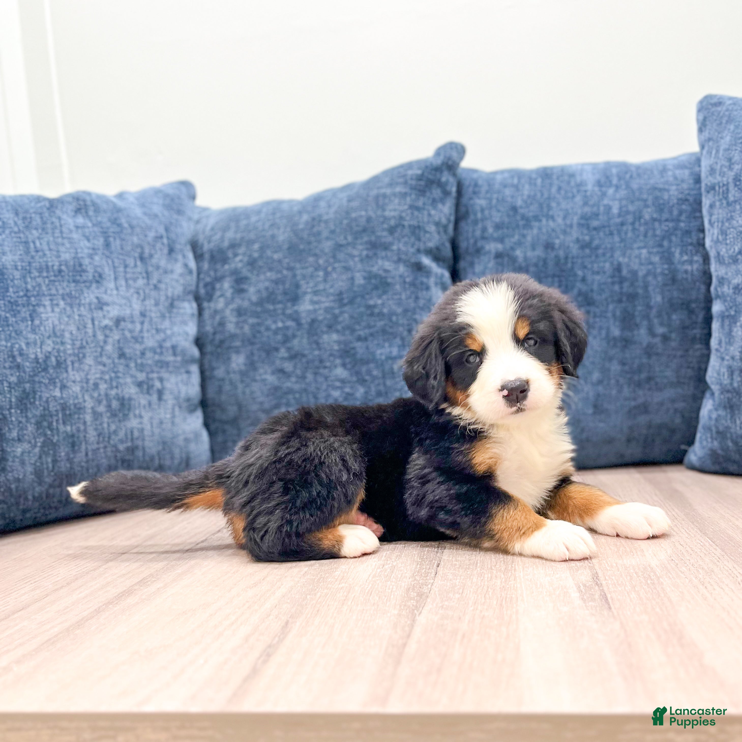Bernese Mountain Dog dogs Johnny - Ad 2