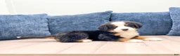 Bernese Mountain Dog dogs for sale: Johnny - Ad 2