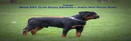 Rottweiler dogs for sale: Simba - Ad 10