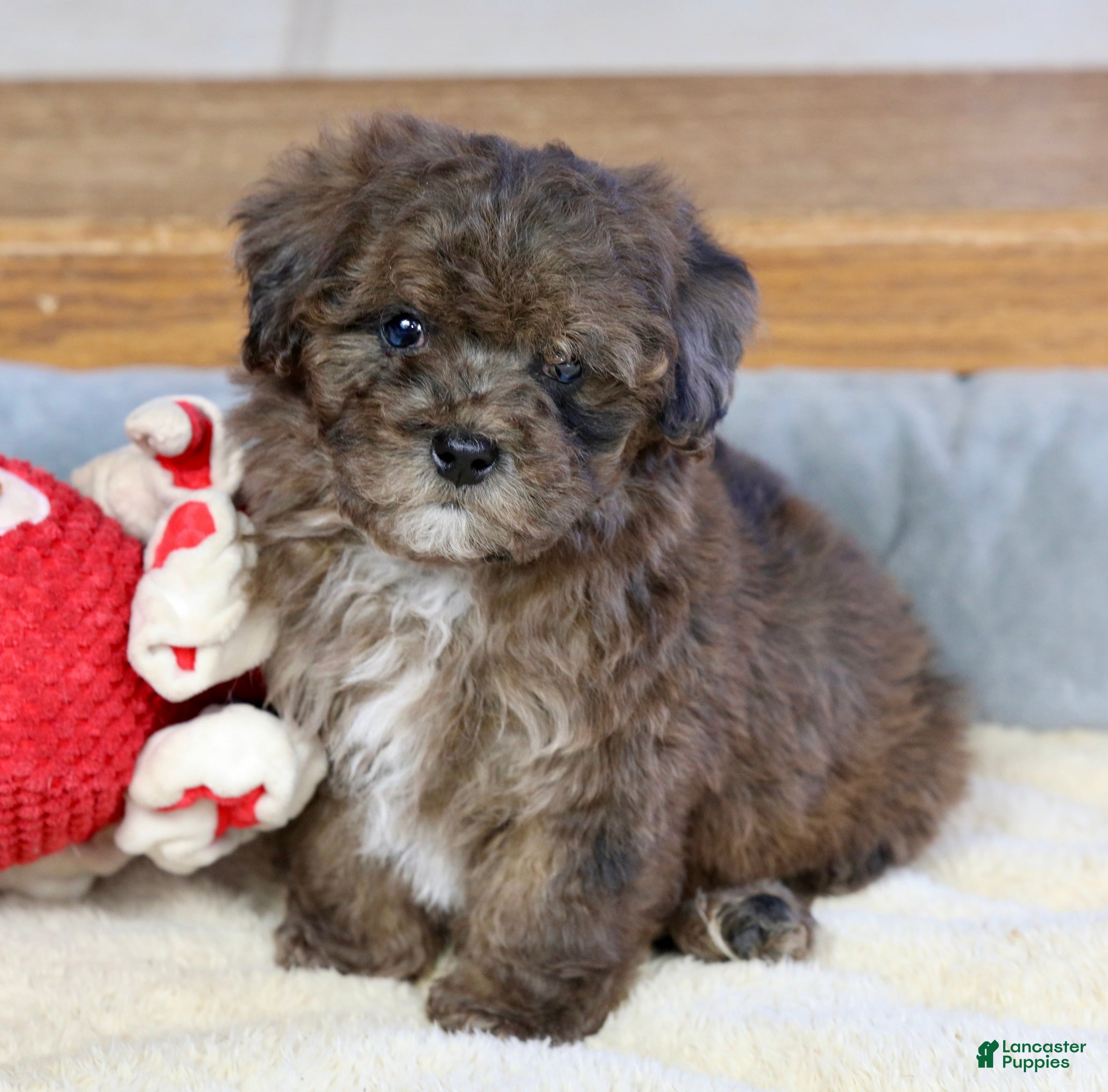 Miniature Poodle dogs Huxlee - Ad 2