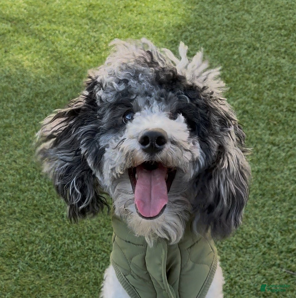 Miniature Poodle dogs Cash - Ad 15