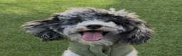 Miniature Poodle dogs for sale: Cash - Ad 1