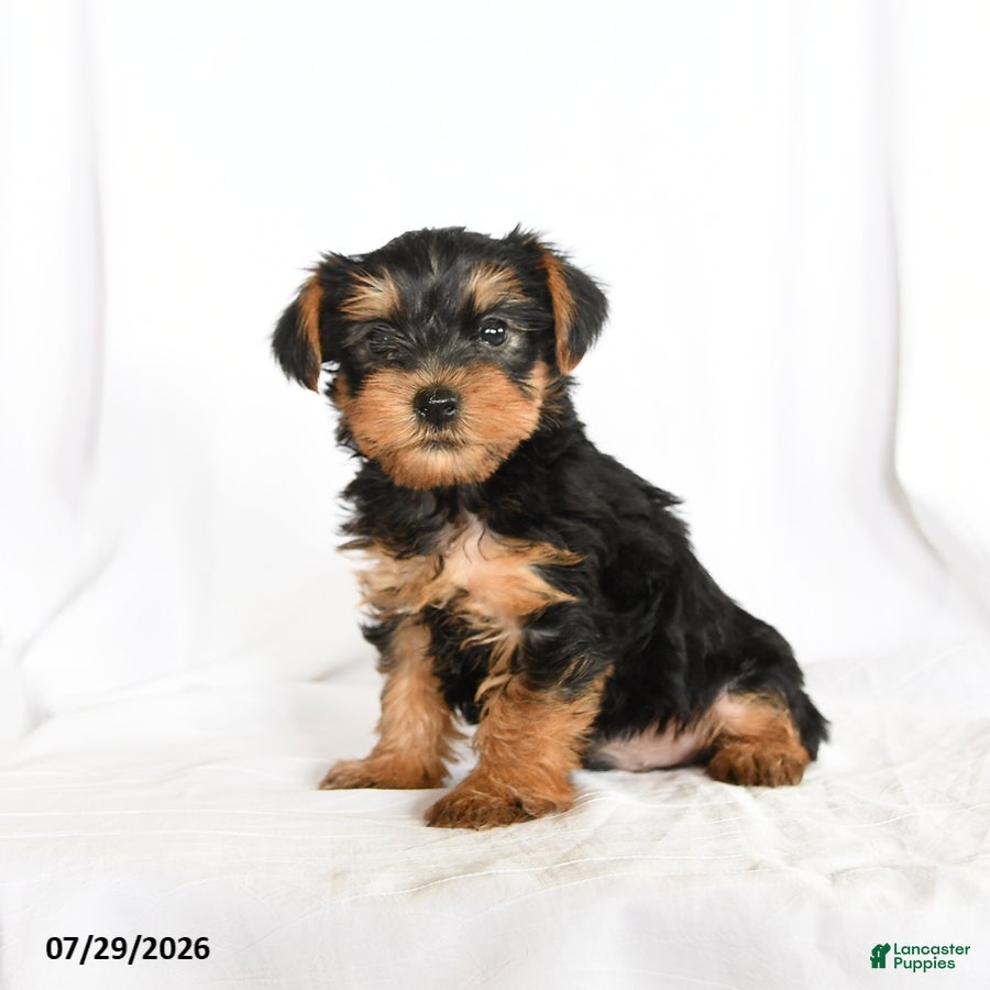 Yorkshire Terrier dogs Chip - Ad 1