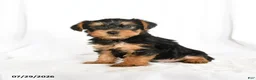 Yorkshire Terrier dogs for sale: Chip - Ad 1
