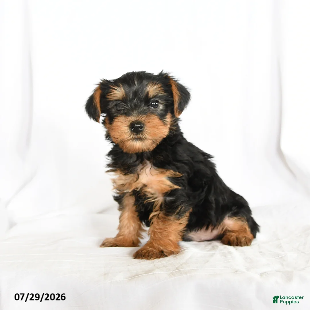 Yorkshire Terrier dogs for sale: Chip - Ad 1