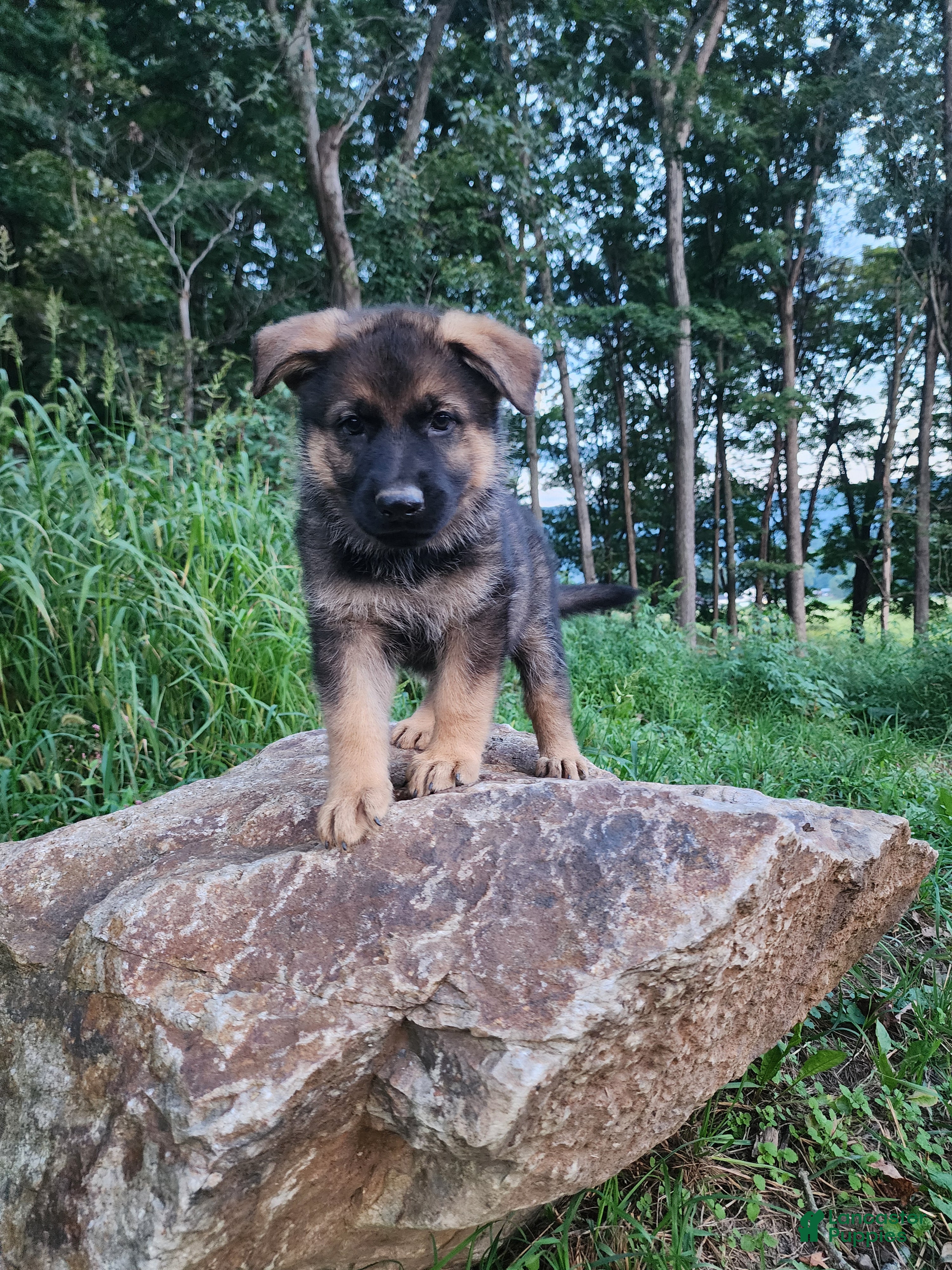 German Shepherd dogs  Thora - Ad 1