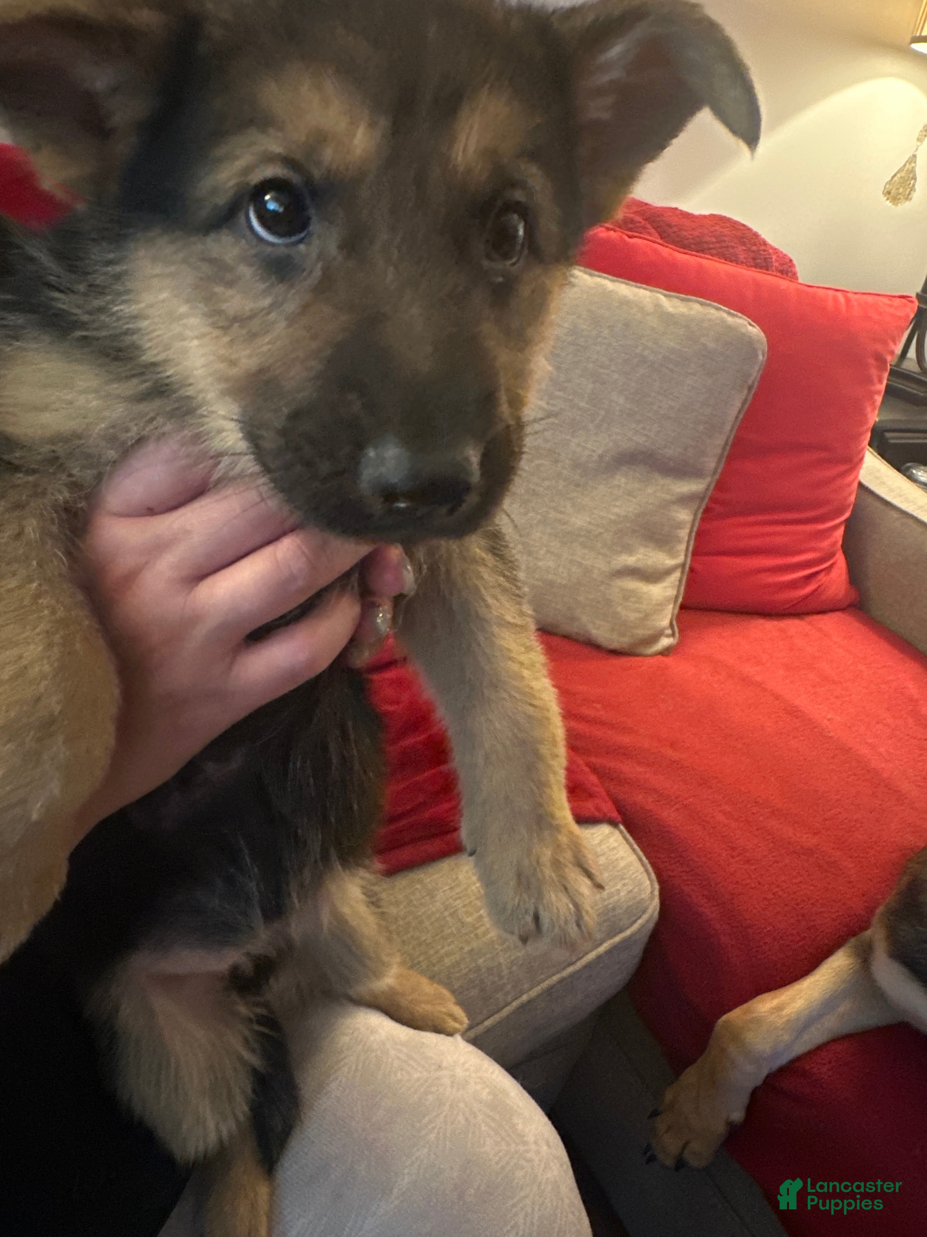 German Shepherd dogs German Shepherd 7 - Ad 33