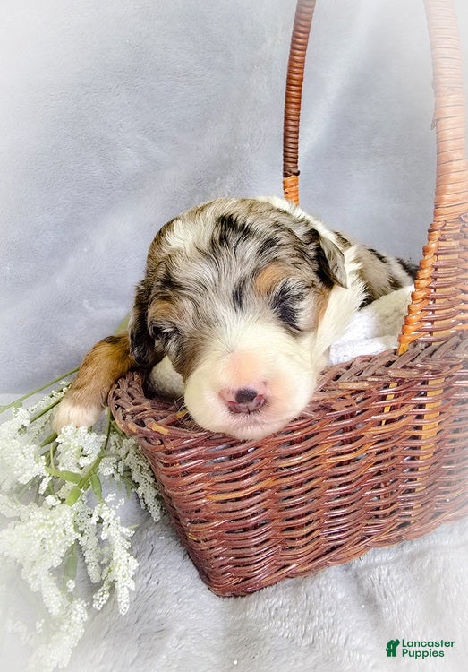 Aussiedoodle dogs Melon - Ad 1