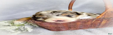 Melon