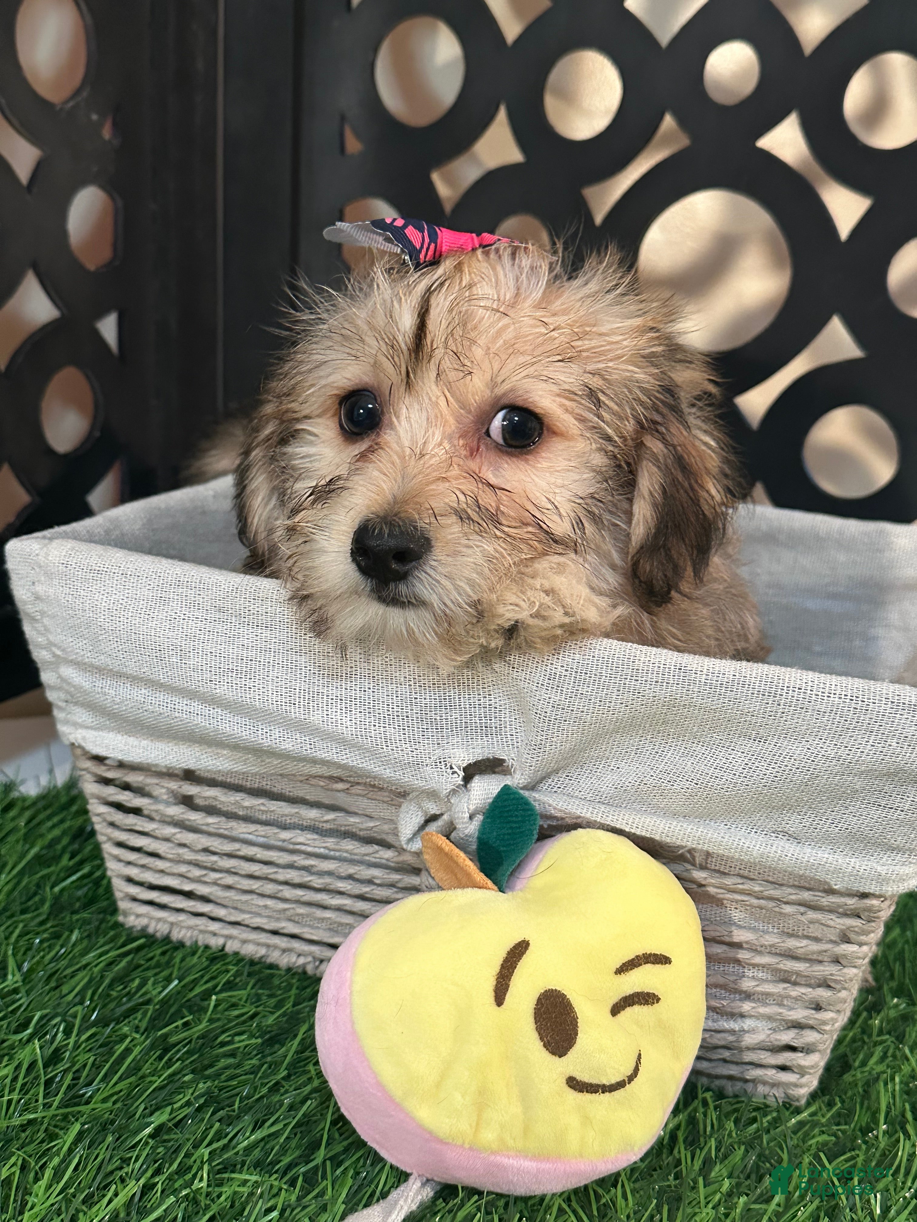Yochon dogs Heaven Angelic Little Female Yochon Puppy - Ad 2