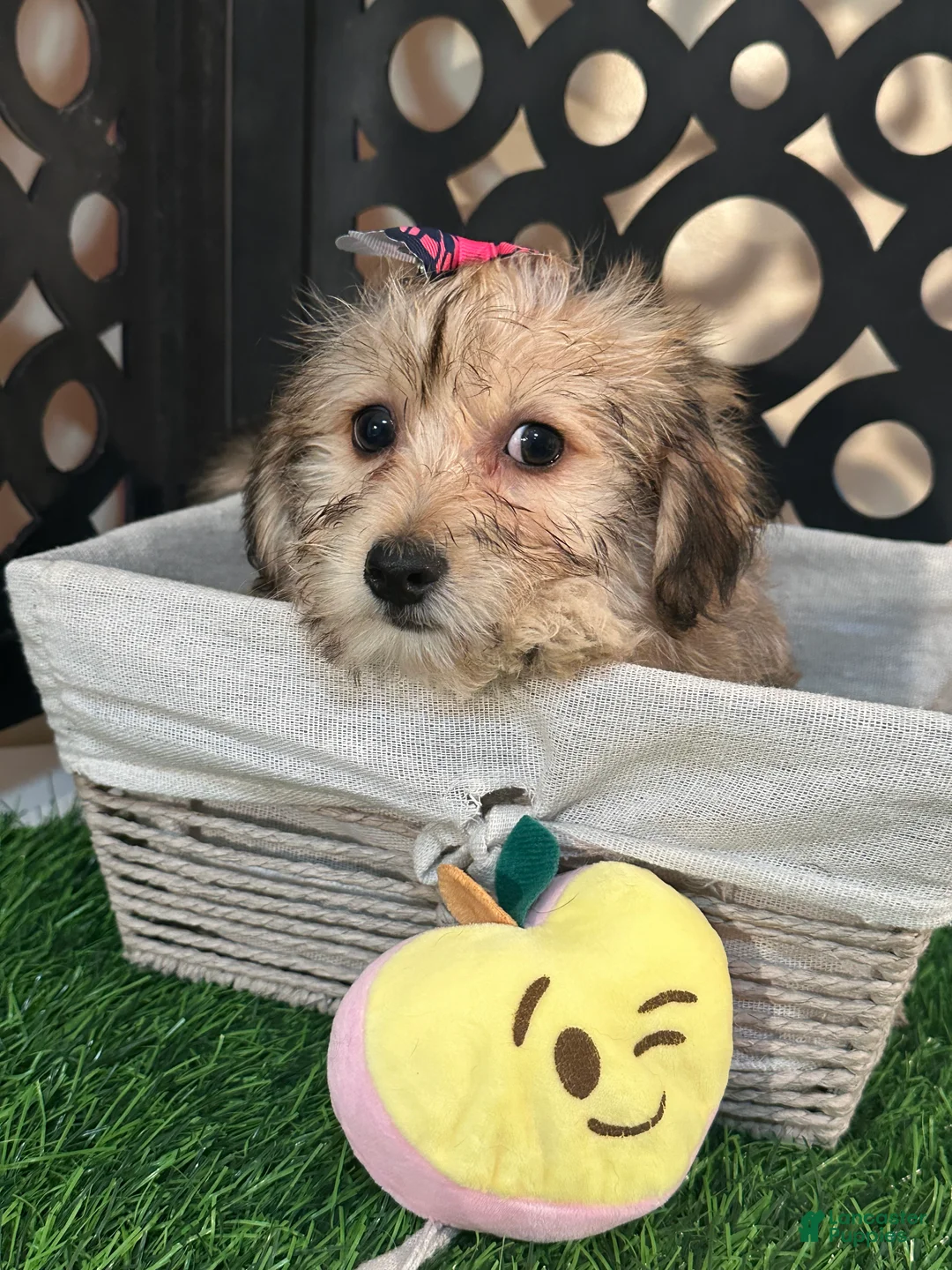 Yochon dogs for sale: Heaven Angelic Little Female Yochon Puppy - Ad 2