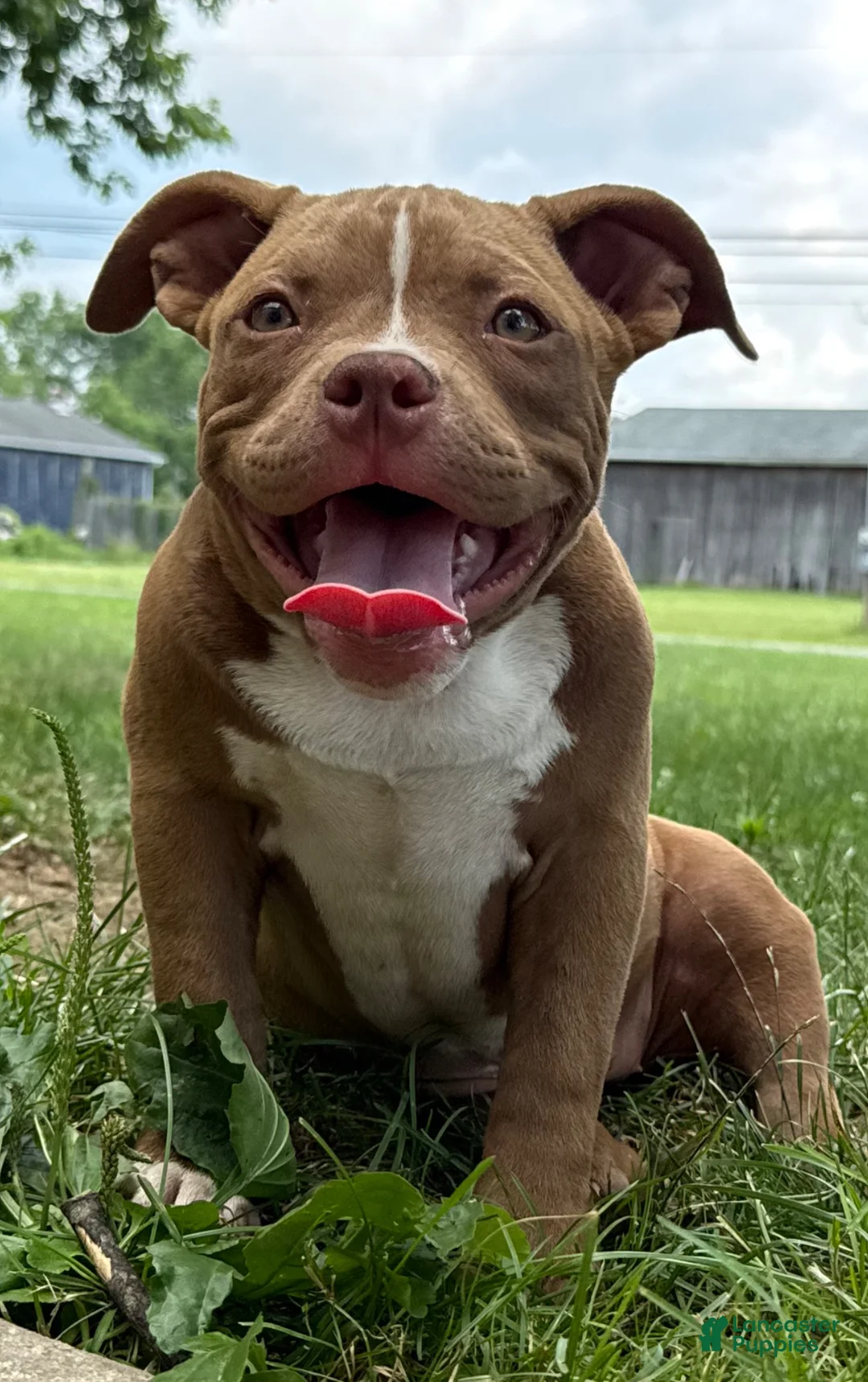 American Bully dogs for sale: Chocolate Rocket  - Ad 1