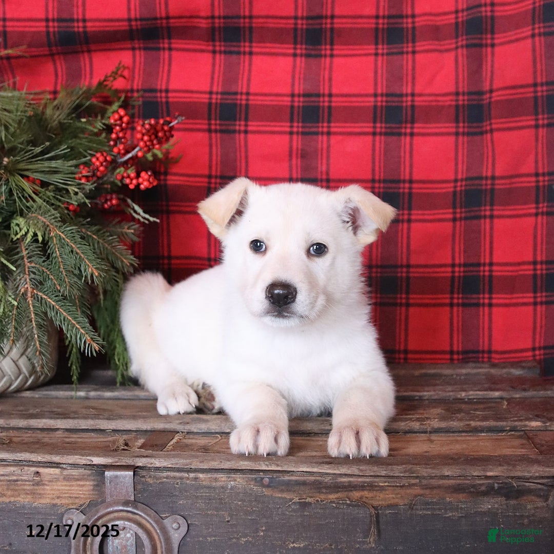 German Shepherd dogs for sale: Snowball - Ad 3