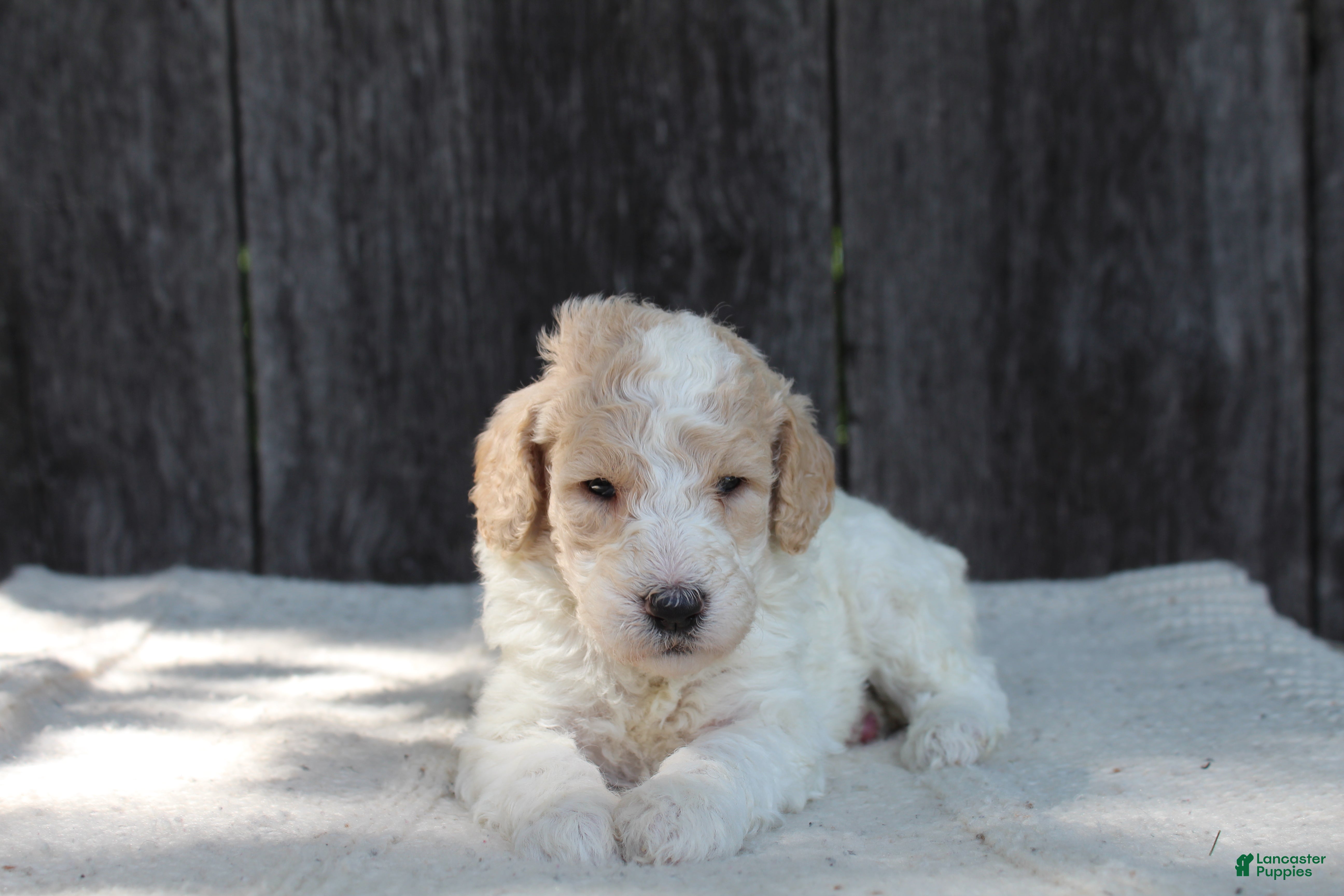 Standard Poodle dogs for sale: Willow AKC standard poodle - Ad 3