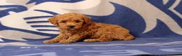 Toy Poodle dogs for sale: Frank - Ad 1