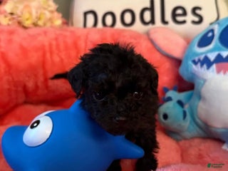 Mini Goldendoodle dogs Nani Purple Collar Female - Ad 41