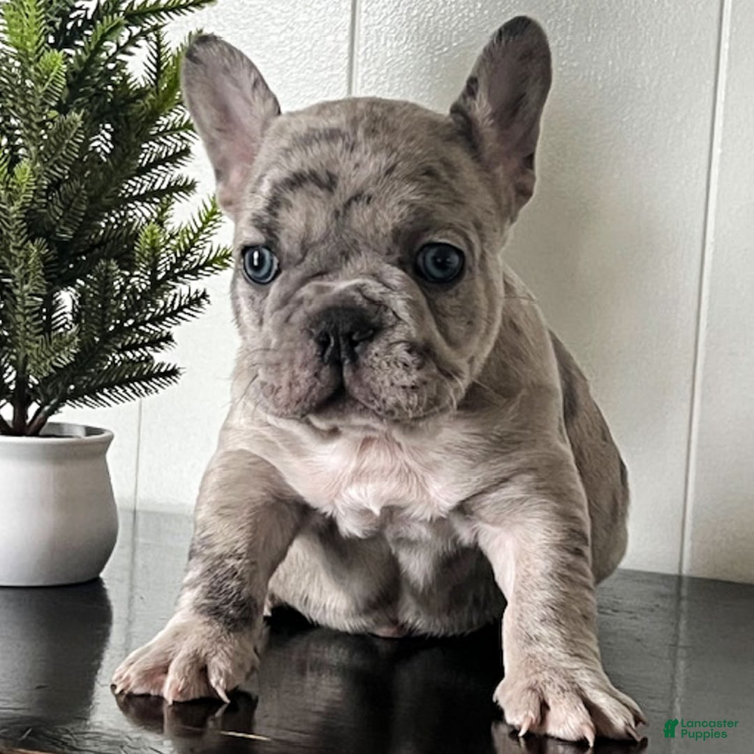 French Bulldog dogs for sale: Oscar - Ad 6