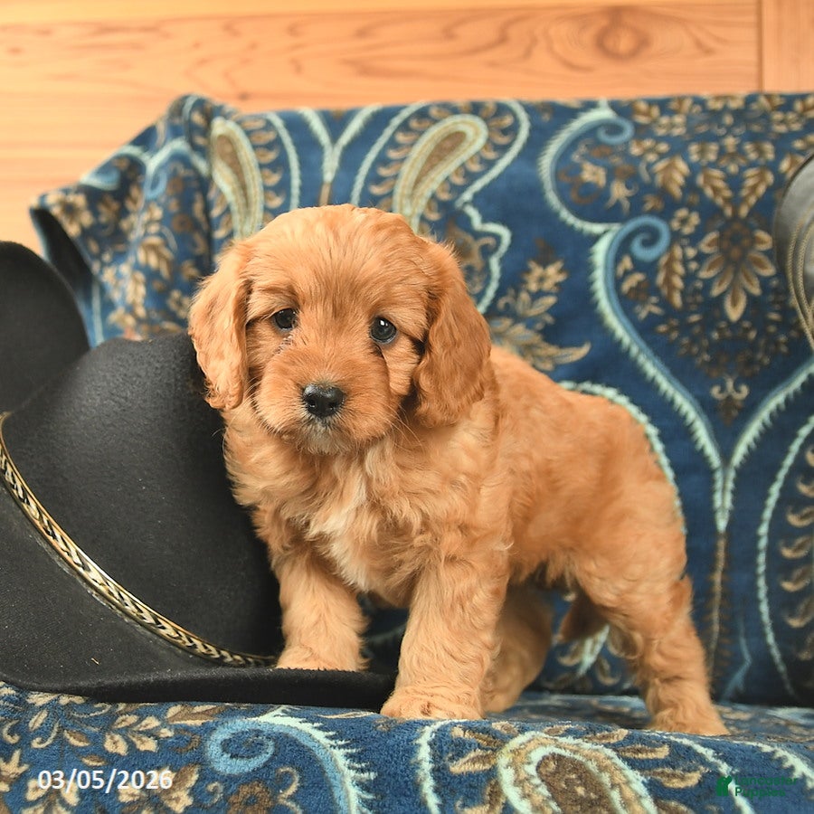 Cavapoo dogs Tango  - Ad 2