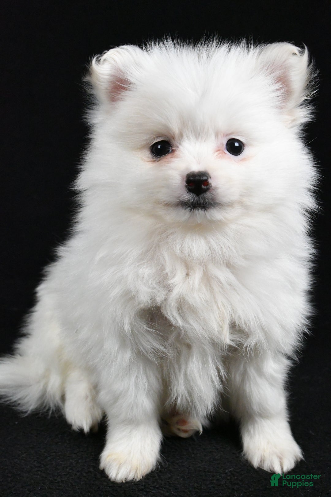 Pomeranian dogs for sale: Tula - Ad 8