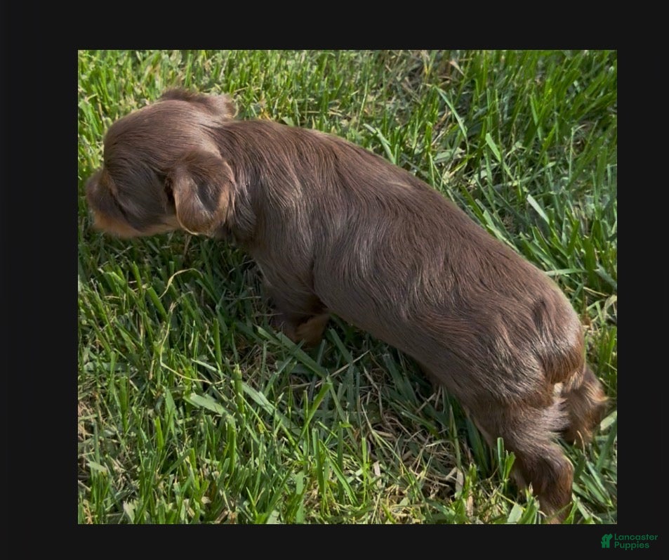Yorkshire Terrier dogs for sale: Curry (AKC Registerable available) - Ad 1
