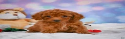 Cavapoo dogs for sale: Dixie - Ad 5