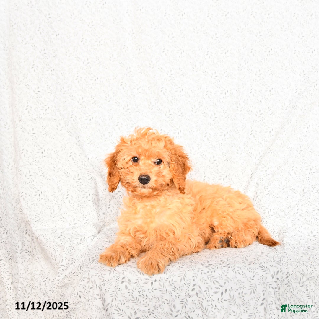 Cavapoo dogs for sale: Oakley - Ad 3