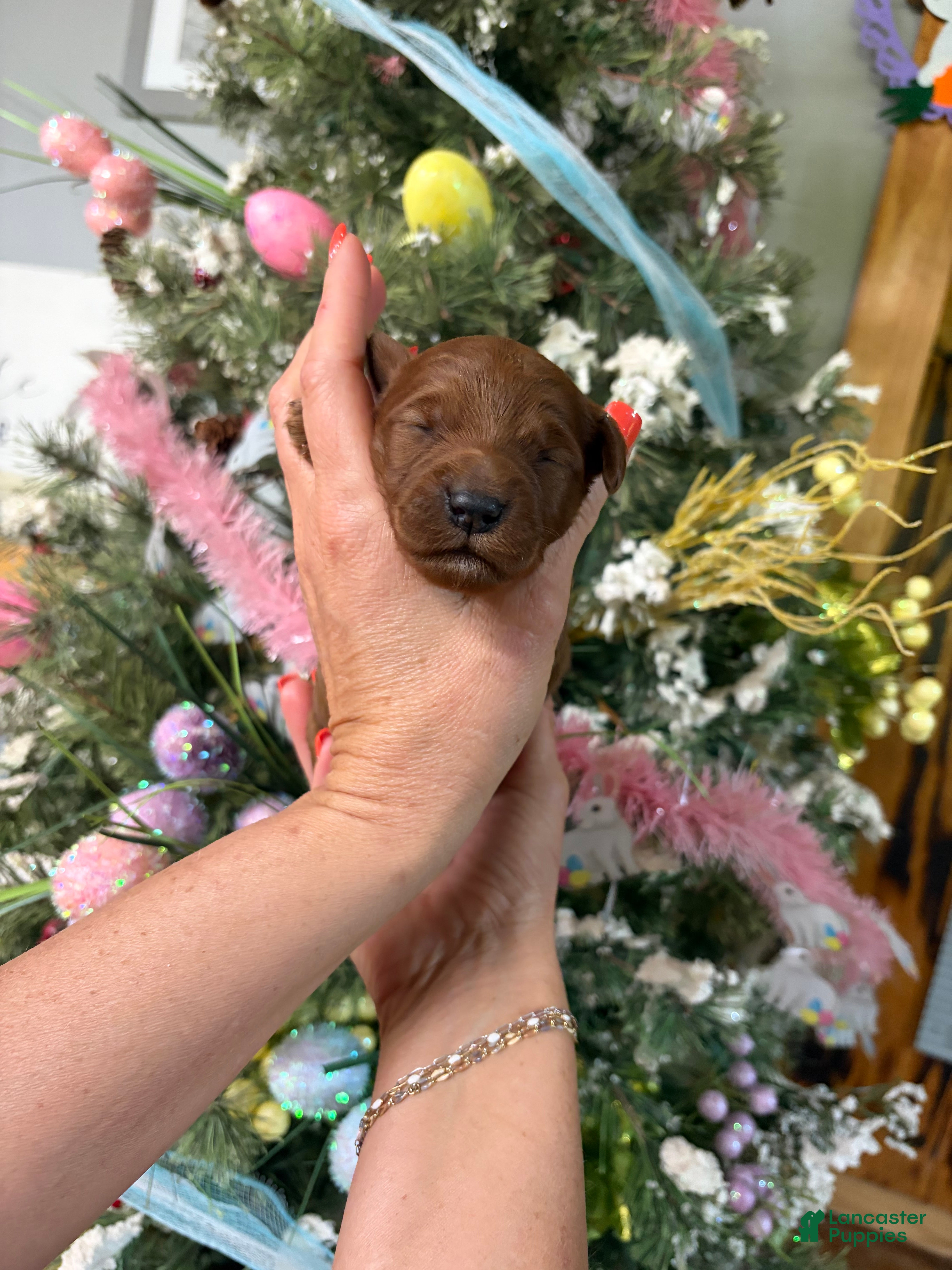 Mini Goldendoodle dogs Mini Goldendoodle Puppy 4 - Ad 18