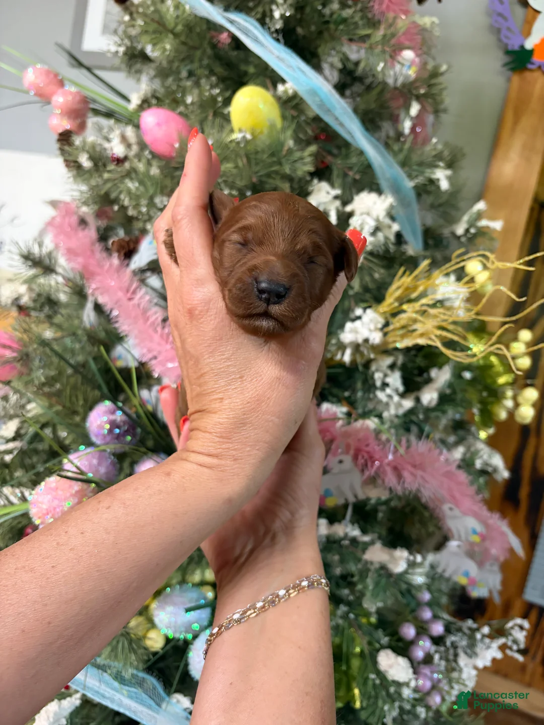 Mini Goldendoodle dogs for sale: Mini Goldendoodle Puppy 4 - Ad 1