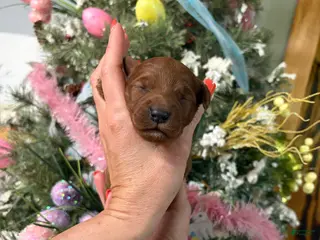 Mini Goldendoodle dogs Mini Goldendoodle Puppy 4 - Ad 39