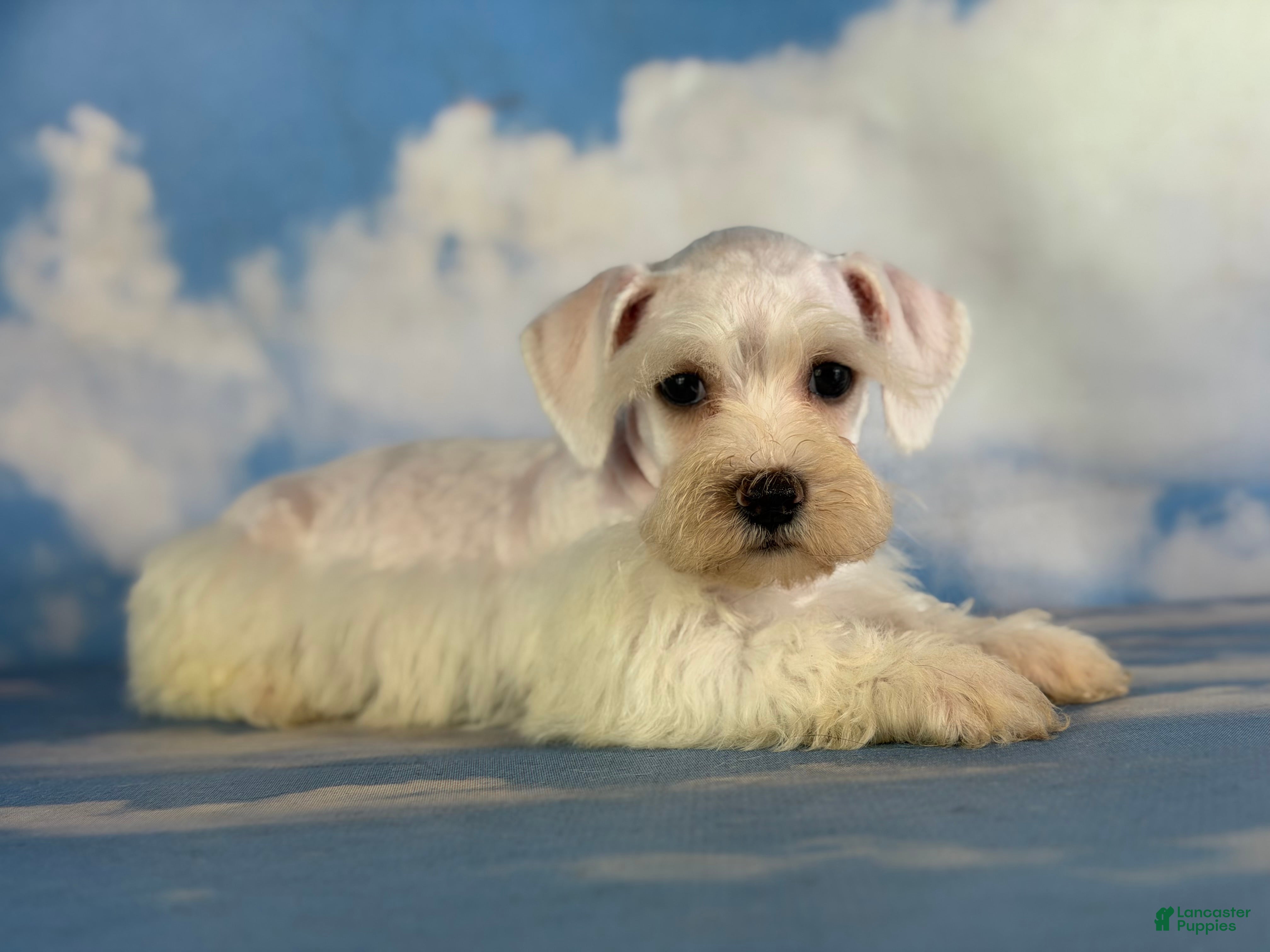 Schnoodle dogs Pearl - Ad 1
