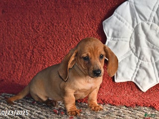 Dachshund dogs - Ad 22