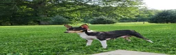 Mixed Breed dogs for sale: Susie  - Ad 4