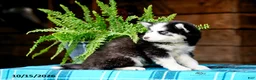 Pomsky dogs for sale: Ryan - Ad 7