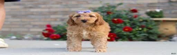 Miniature Labradoodle dogs for sale: Jasmine - Ad 6