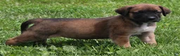Mixed Breed dogs for sale: Bubba - Ad 14