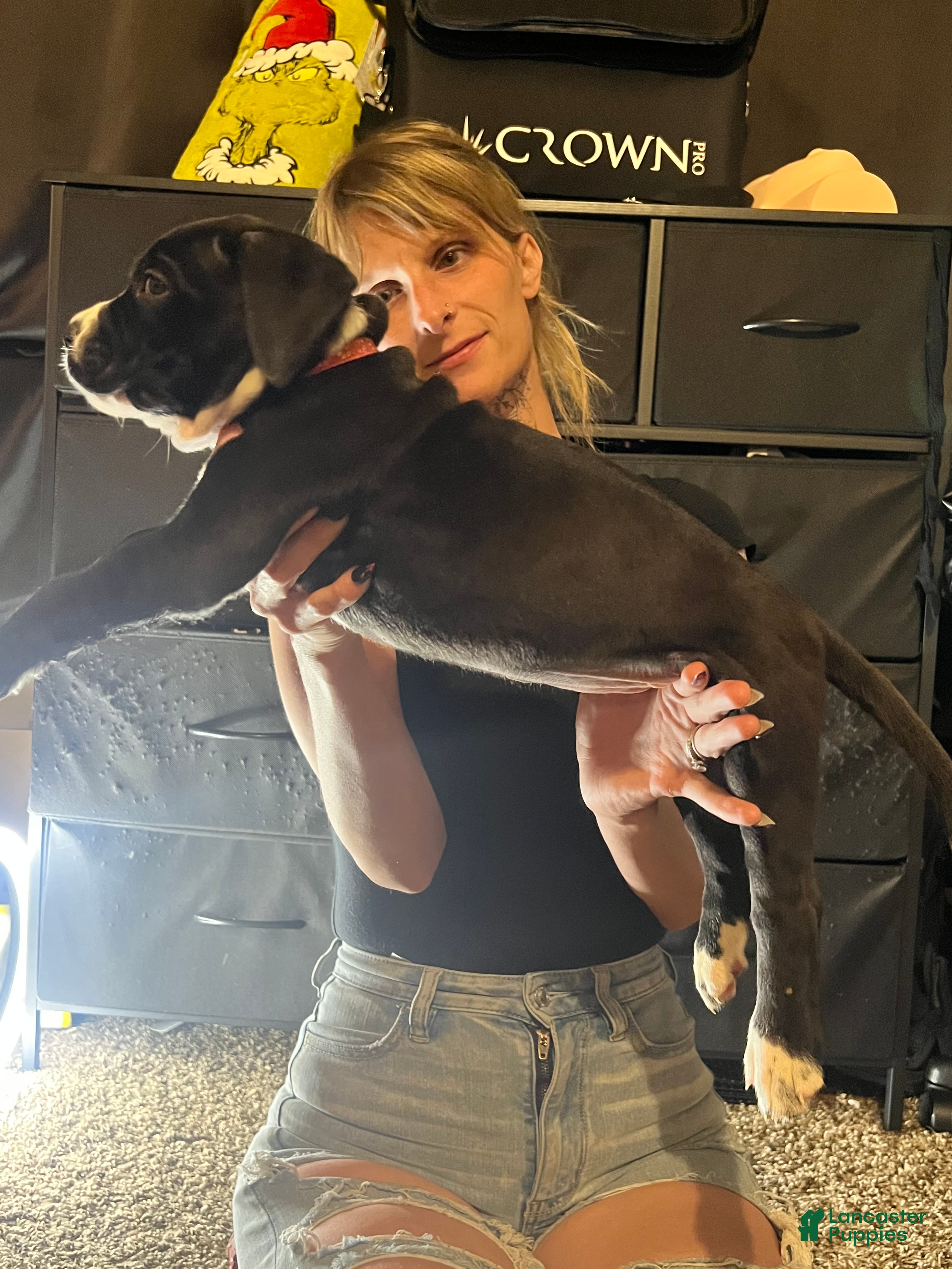 Mixed Breed dogs Mixed Breed 9 - Ad 5