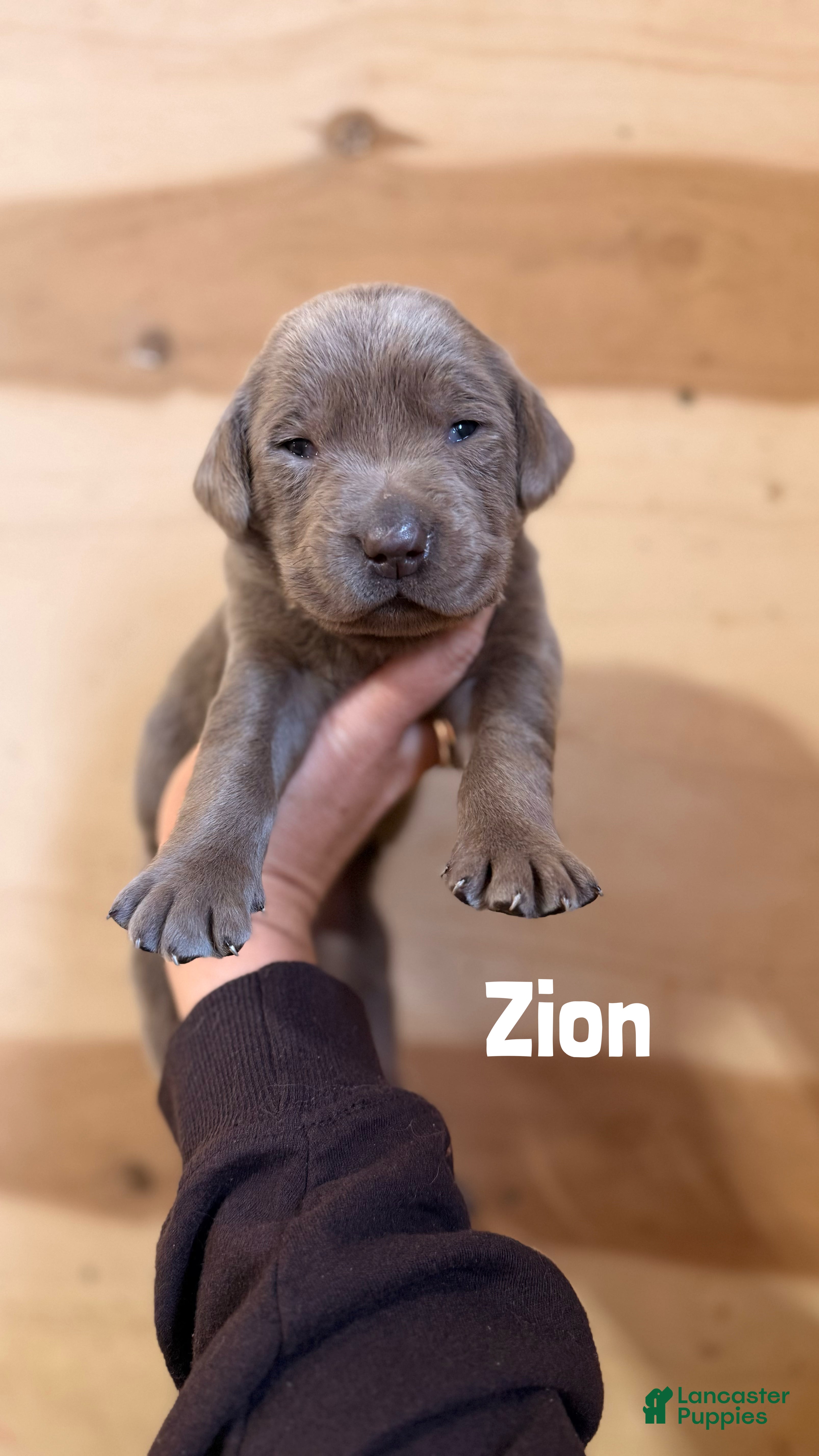 Labrador Retriever dogs Zion - Ad 36