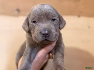 Labrador Retriever dogs Zion - Ad 36