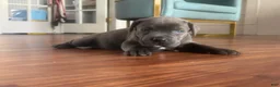 Cane Corso dogs for sale: Cane Corso Puppy 2 - Ad 3