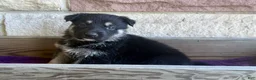 German Shepherd dogs for sale: MJ - Ad 8
