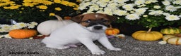 Jack Russell Terrier dogs for sale: Riley - Ad 4