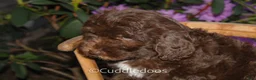 Mixed Breed dogs for sale: Jupiter - Ad 2